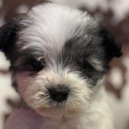 Miniature Schnauzers from Rocking J Pups