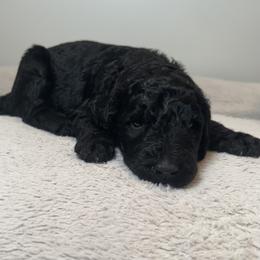 Robin (Blue Collar) - Black male Poodle puppy in Monroeville, Pennsylvania from K & A Standard Poodles