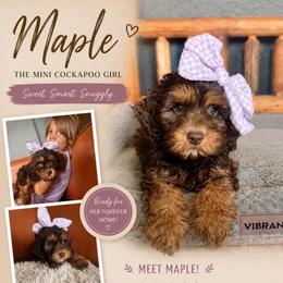 Maple - Brown and tan female Cockapoo puppy in Millville, California from Hope Lane Kennels