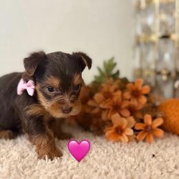 Pink - Boo - Chocolate and tan female Yorkshire Terrier puppy in Jacksonville, Florida from TLJ Choco Yorkie Love