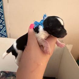 Blue - Parti male Miniature Schnauzer puppy in Virginia from Schnauzers Castle