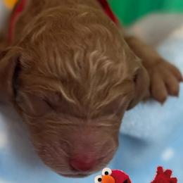 ELMO - Apricot male Poodle puppy in Thornton, Colorado from Shandy Poodle