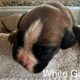 Boxer Puppies from Bunches of Love Boxers