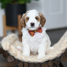 Girl 2 - female Australian Labradoodle puppy in Port Orchard, Washington from Snooze and Sniff Labradoodles