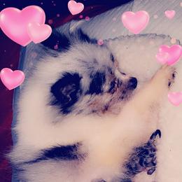 Drizzle - Pomeranian