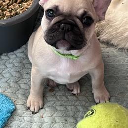 French Bulldog Puppies from White Hippo Frenchies