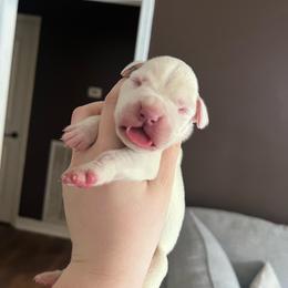 Hunter - White male Boxer puppy in Henderson, Tennessee from Vom Broadvalley