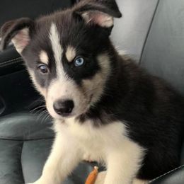 Pomsky Puppies from DoubleBee Pomsky Pups