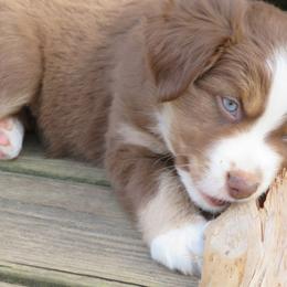 Miniature Australian Shepherd Puppies from Big Coon Little Aussies
