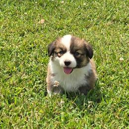 1 GIRL - Red female Pembroke Welsh Corgi puppy in Harrisburg, Illinois from Parish Corgis