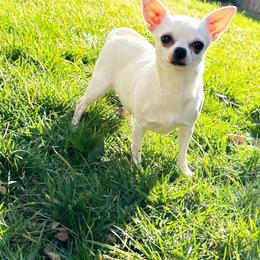 Cookie - White female Chihuahua puppy in Sacramento, California from Honey Bee Chihuahua’s