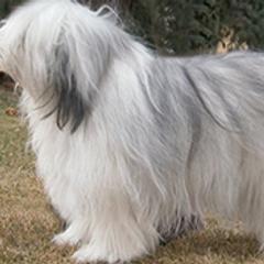 Polish Lowland Sheepdogs from DarBozy PONs