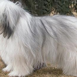 Polish Lowland Sheepdogs from DarBozy PONs