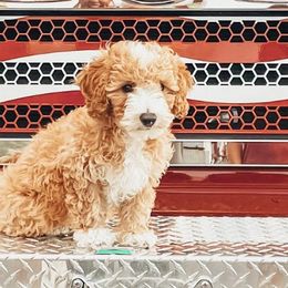 Bernedoodles and Goldendoodles from Perfect Paws