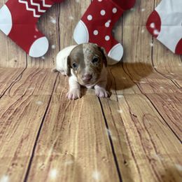 Prince Naveen - Fawn (isabella) and tan male Dachshund puppy in Corona, California from Over The Moon Dachshunds