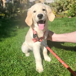 Red Collar Boy - Golden male Golden Retriever puppy in Sandy, Utah from Golden Meadows of Utah