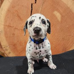 Dalmatian Puppies from Anthony's Dalmatians