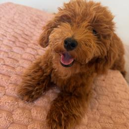 Rosie - Poodle