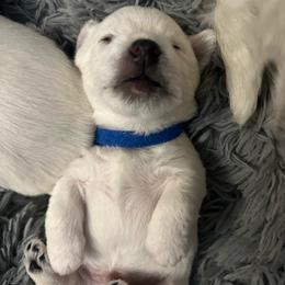 Blue - White male West Highland White Terrier puppy in Kuna, Idaho from Treasure Valley Idaho Westies