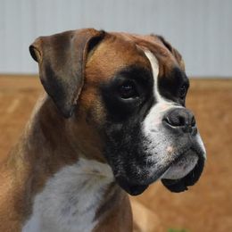 Alek - Boxer