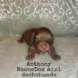 Anthony - Chocolate and tan male Dachshund puppy in Lexington, Oklahoma from BooneDox Miniature Dachshunds
