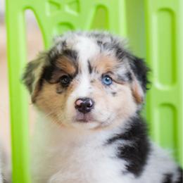 Bali - Blue merle female Miniature American Shepherd puppy in Groesbeck, Texas from Empire Miniature American Shepherds