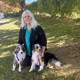 Miniature American Shepherd and Miniature Australian Shepherd All Grown Up from Taylor Made Aussies  & Taylor Made Miniature American Shepherd