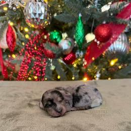 Girl 5 - female Dachshund puppy in Woodbine, Georgia from Coastal Bluff Pups
