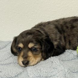 Dachshund Puppies from Hart of Doxie