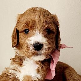Bernedoodles, Goldendoodles, and Labradoodles from Only Doodles!
