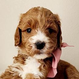 Bernedoodles, Goldendoodles, and Labradoodles from Only Doodles!