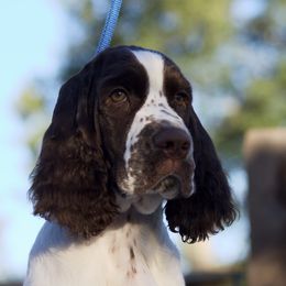 English Springer Spaniel Puppies from Epoch English Springer Spaniels