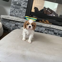 Cavalier King Charles Spaniel Puppies from Brookstone Farm