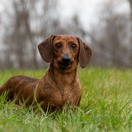 Georgia - Dachshund