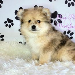 Pomeranian and Pomsky Puppies from Pom Pom Pomskies-TN
