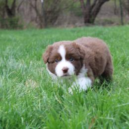 Australian Shepherd Puppies from Starlit Grove Australian Shepherds