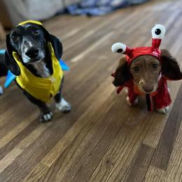 Dachshund Puppies from Shaffers low riding weiners