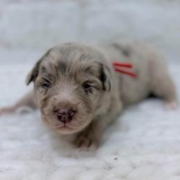 Paddington - Red Collar - Red merle male Australian Shepherd puppy in San Marcos, California from Faith Family Freedom Farm