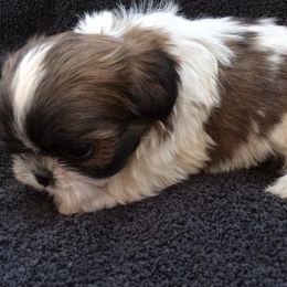 Shih Tzu Puppies from Su Dee's Shih tzus
