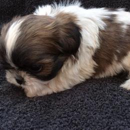 Shih Tzu Puppies from Su Dee's Shih tzus