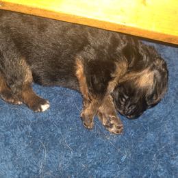 Male 1 - Black and red male German Shepherd puppy in Manton, Michigan from Schusterheim Shepherds