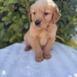 Male 2, Silver - Golden male Golden Retriever puppy in Utah from Deseret Peak Goldens