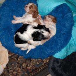 Cavalier King Charles Spaniel Puppies from Casanova Cavalier King Charles Spaniels