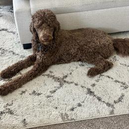 Double Doodle, Goldendoodle, and Labradoodle All Grown Up from Godley Doodles Of Texas