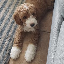 Goldendoodle Puppies from Lollie's Doodles