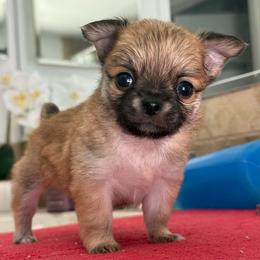 Buster - Fawn male Chihuahua puppy in Spring Hill, Florida from Stardom Chihuahuas & CKCS