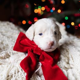 Jasper - male Australian Mountain Doodle puppy in Redding, California from Farmstead Doodles