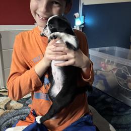 Pug Puppies from Jamie's Rainbow Pugs