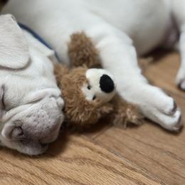 French Bulldog Puppies from DaSilvas Estrella AKC