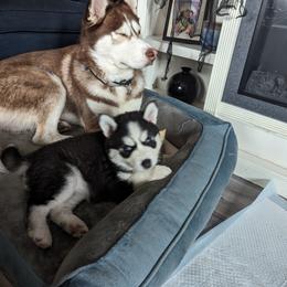 Siberian Husky Puppies from 3 Rivers Siberians(Richard's)